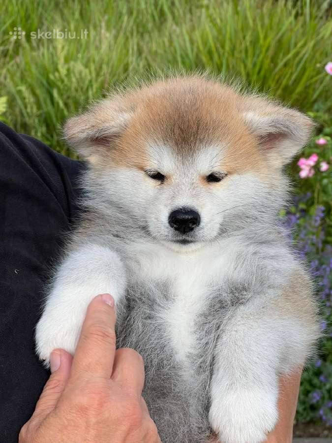 Kilmingi, grynakraujai japonų akita šuniukai - nuotraukos Nr. 3