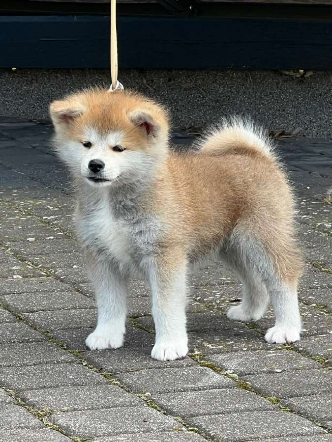 Kilmingi, grynakraujai japonų akita šuniukai - nuotraukos Nr. 4