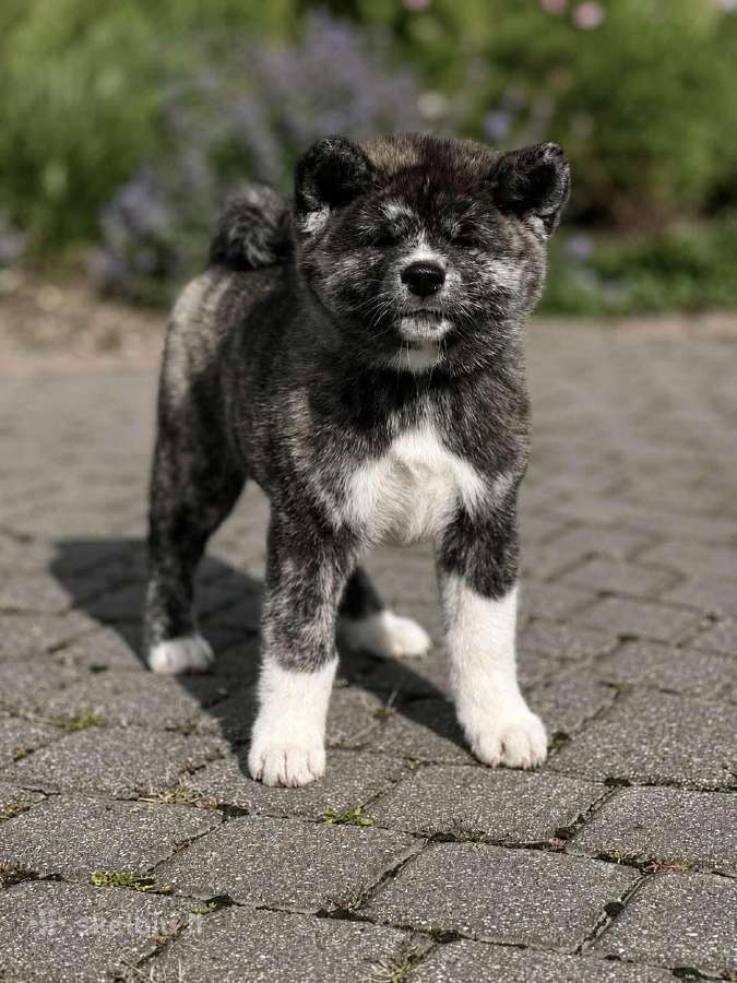 Kilmingi, grynakraujai japonų akita šuniukai - nuotraukos Nr. 2