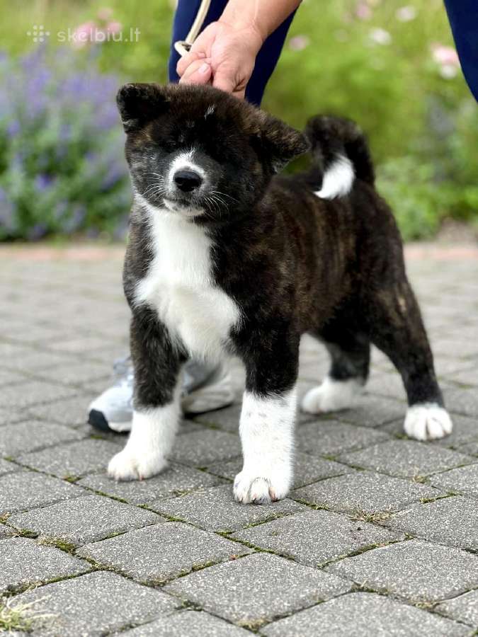 Kilmingi, grynakraujai japonų akita šuniukai - nuotraukos Nr. 2