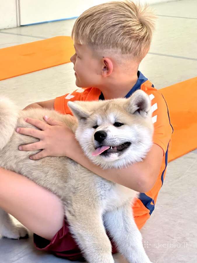 Kilmingi, grynakraujai japonų akita šuniukai - nuotraukos Nr. 5