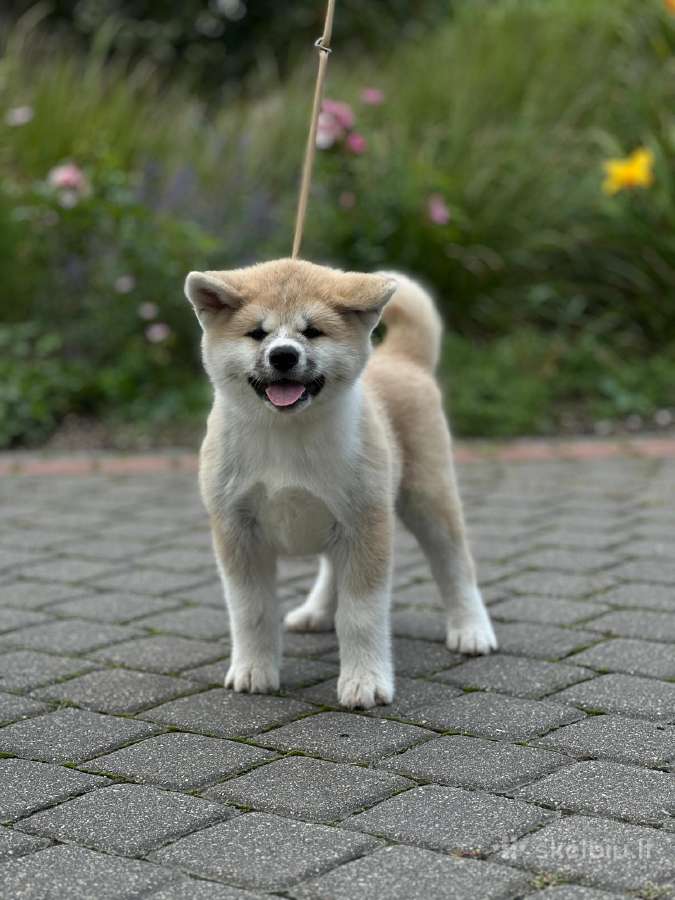 Kilmingi, grynakraujai japonų akita šuniukai - nuotraukos Nr. 6