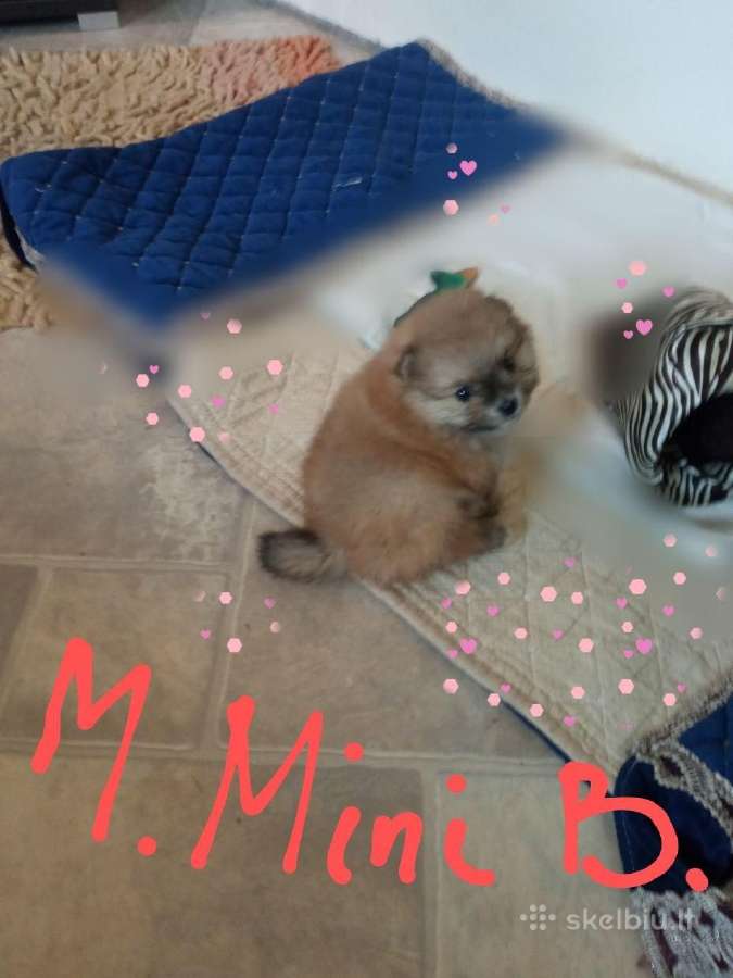 Pomeranijos nykštukinių špicai Boo - nuotraukos Nr. 6