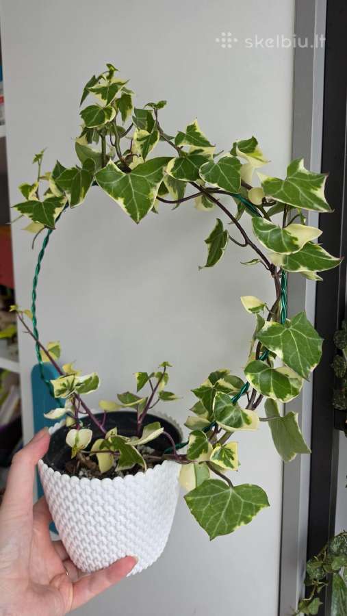 Senecio macroglossus var. - nuotraukos Nr. 3