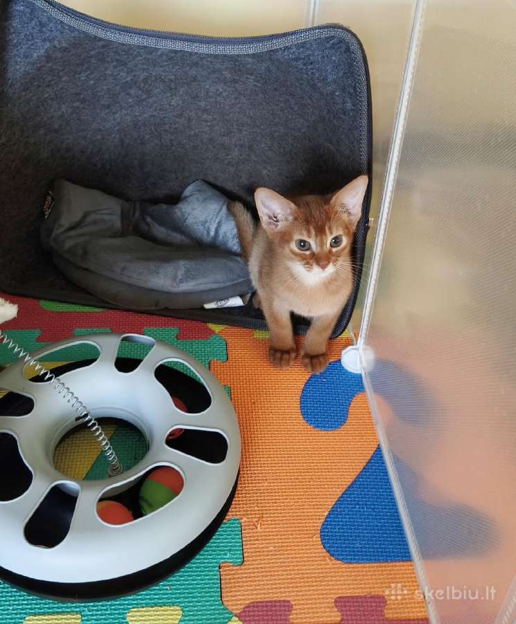 Abisinijos mergaites su kilmės dokumentais - nuotraukos Nr. 13