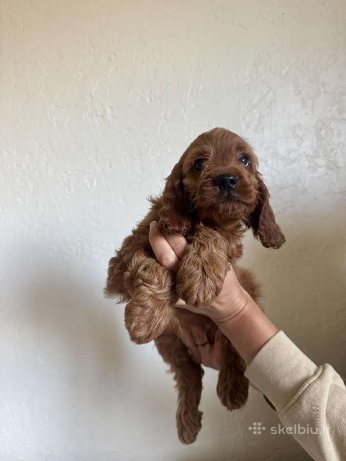 Cockapoo mergaites ir du berniukai - nuotraukos Nr. 3