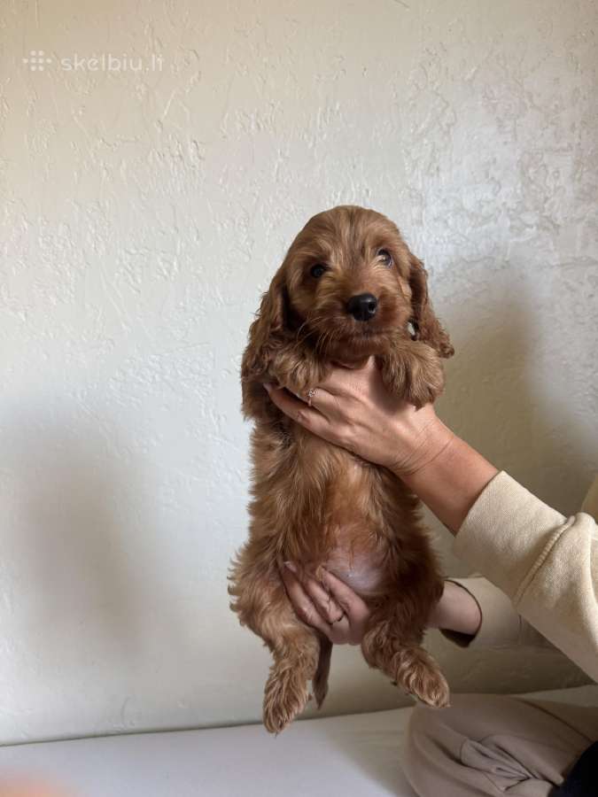 Cockapoo mergaites ir du berniukai - nuotraukos Nr. 4