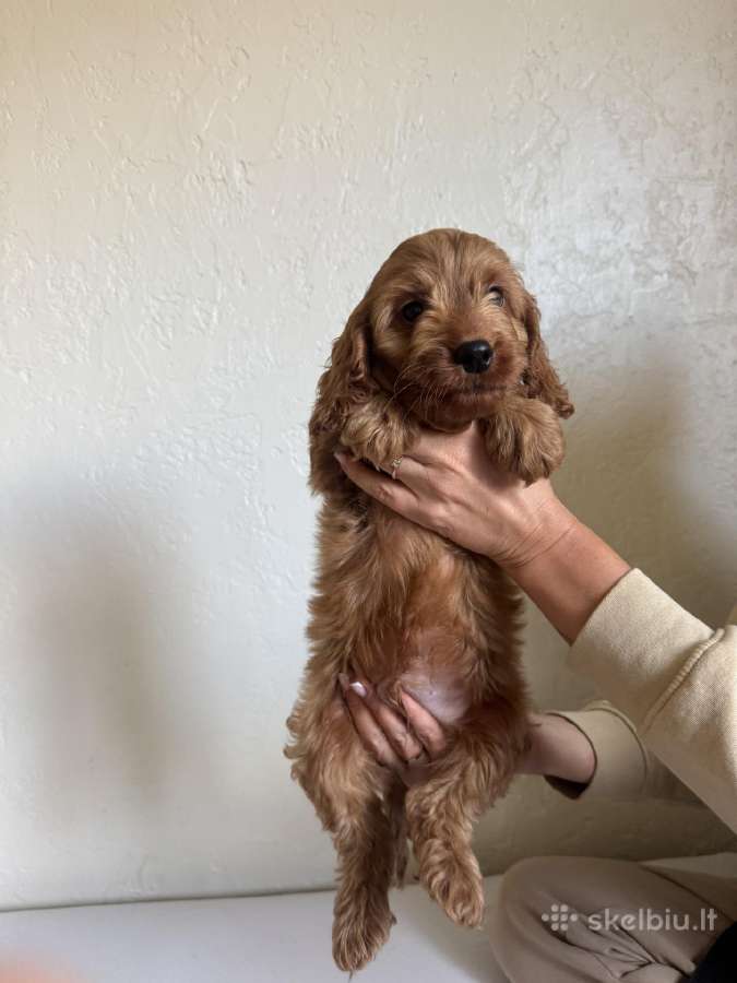 Cockapoo mergaites ir du berniukai - nuotraukos Nr. 5