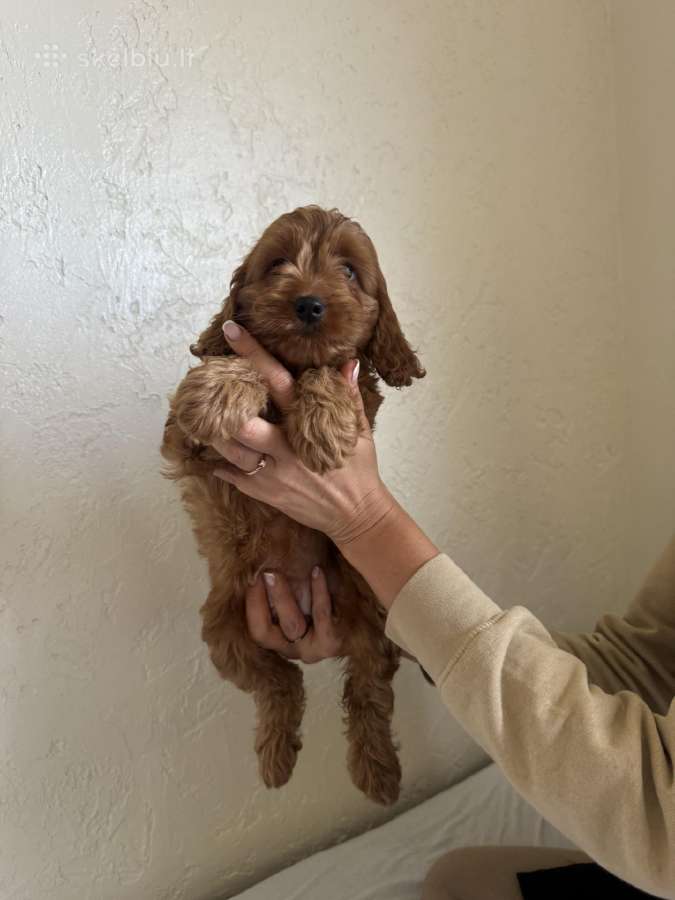 Cockapoo mergaites ir du berniukai - nuotraukos Nr. 6