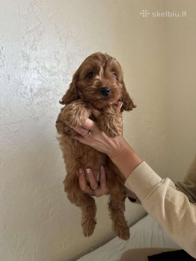Cockapoo mergaites ir du berniukai - nuotraukos Nr. 7