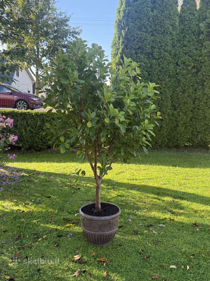 Parduodamas apie 170cm fikusas - nuotraukos Nr. 2