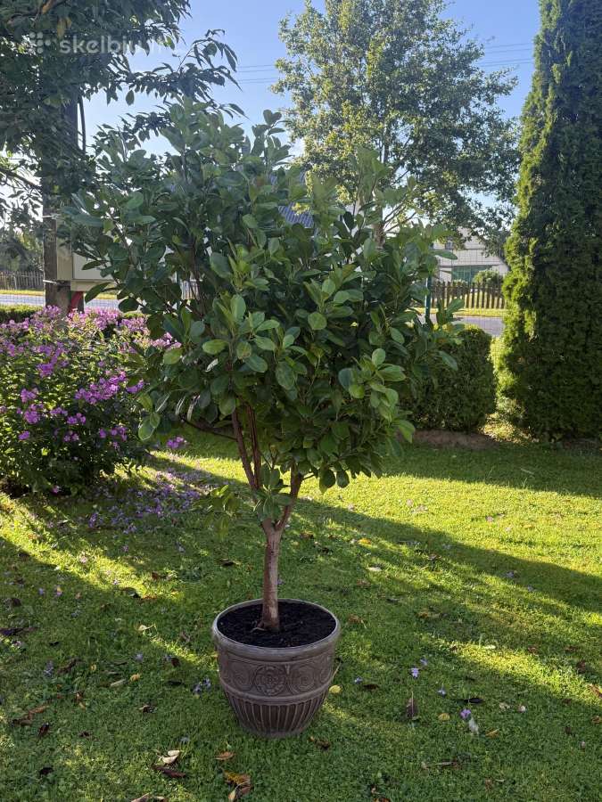 Parduodamas apie 170cm fikusas - nuotraukos Nr. 3