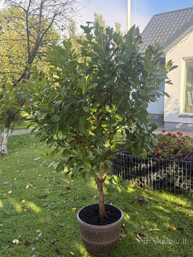 Parduodamas apie 170cm fikusas - nuotraukos Nr. 4