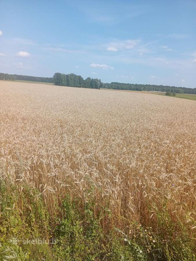 Žieminiai: miežiai, kviečiai, kvietrugiai - nuotraukos Nr. 5