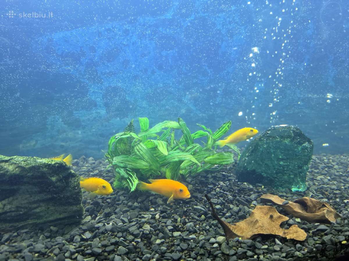 Didelis akvariumo žuvų rinkinys: ciklidų ir šamų - nuotraukos Nr. 2