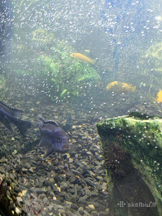 Didelis akvariumo žuvų rinkinys: ciklidų ir šamų - nuotraukos Nr. 4