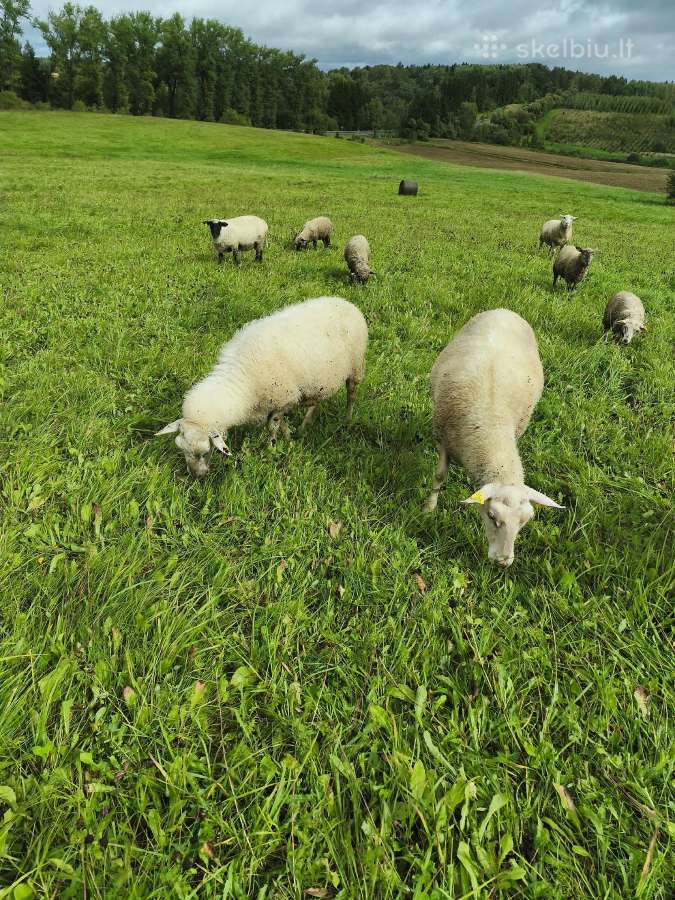 Parduodu 10 eriavedziu Ls veislės 3-4 m.amziaus - nuotraukos Nr. 2