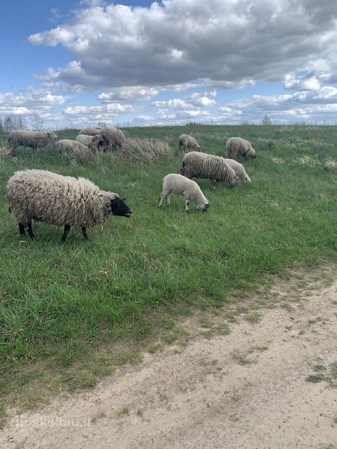 Parduodami 6-7 mėn avinai ir avytės. - nuotraukos Nr. 2