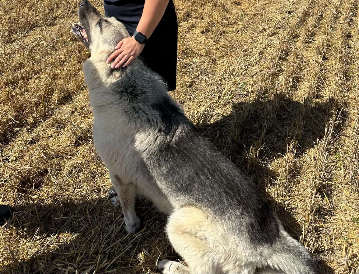 Gyvūnų priežiūra savo ar Jūsų namuose - nuotraukos Nr. 7