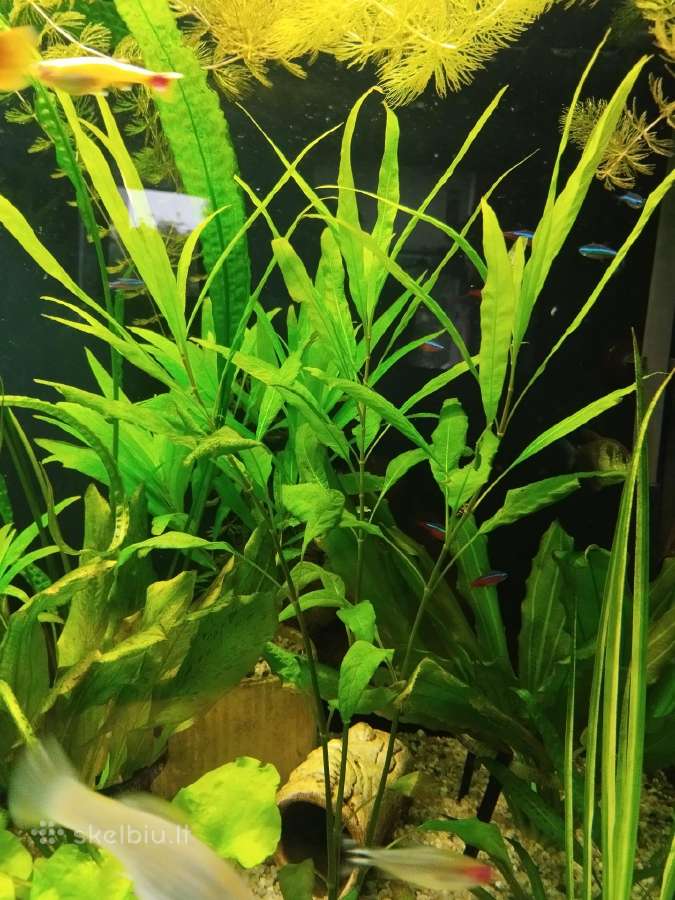 Akvariumo augalai - nuotraukos Nr. 4