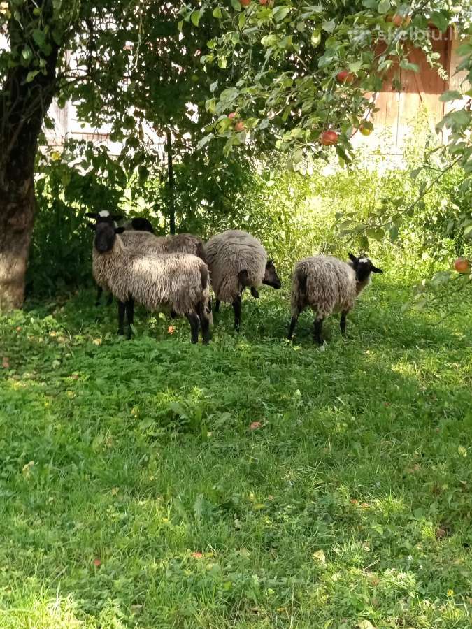 Parduodamos avys - nuotraukos Nr. 2