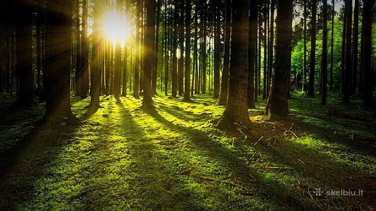 Miškų supirkimas vertinimas ir projektavimas - nuotraukos Nr. 2
