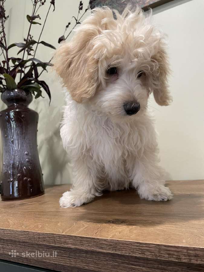 Maltipoo - nuotraukos Nr. 5