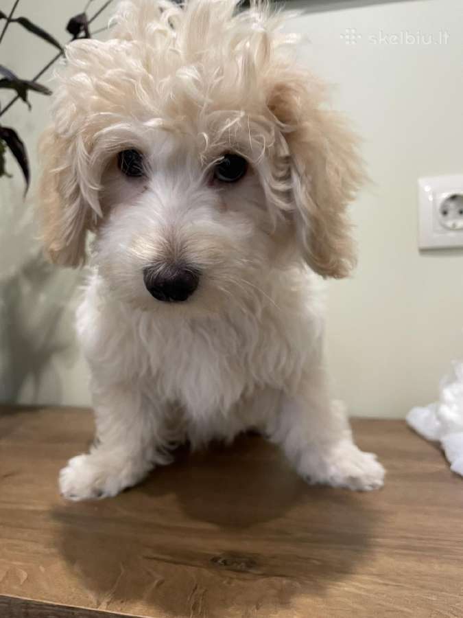 Maltipoo - nuotraukos Nr. 6