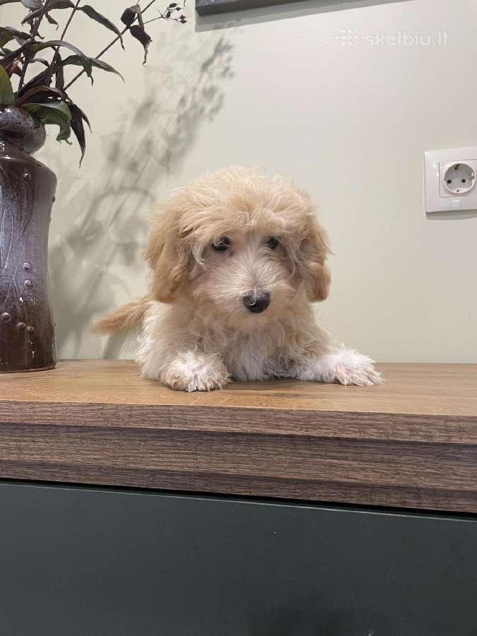 Maltipoo - nuotraukos Nr. 3