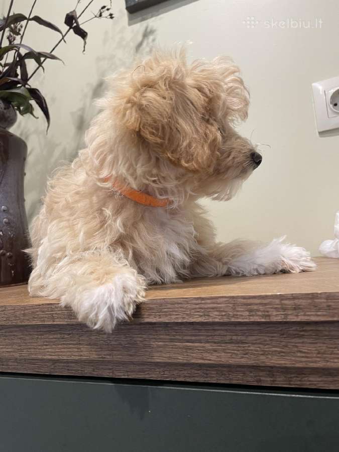 Maltipoo - nuotraukos Nr. 4