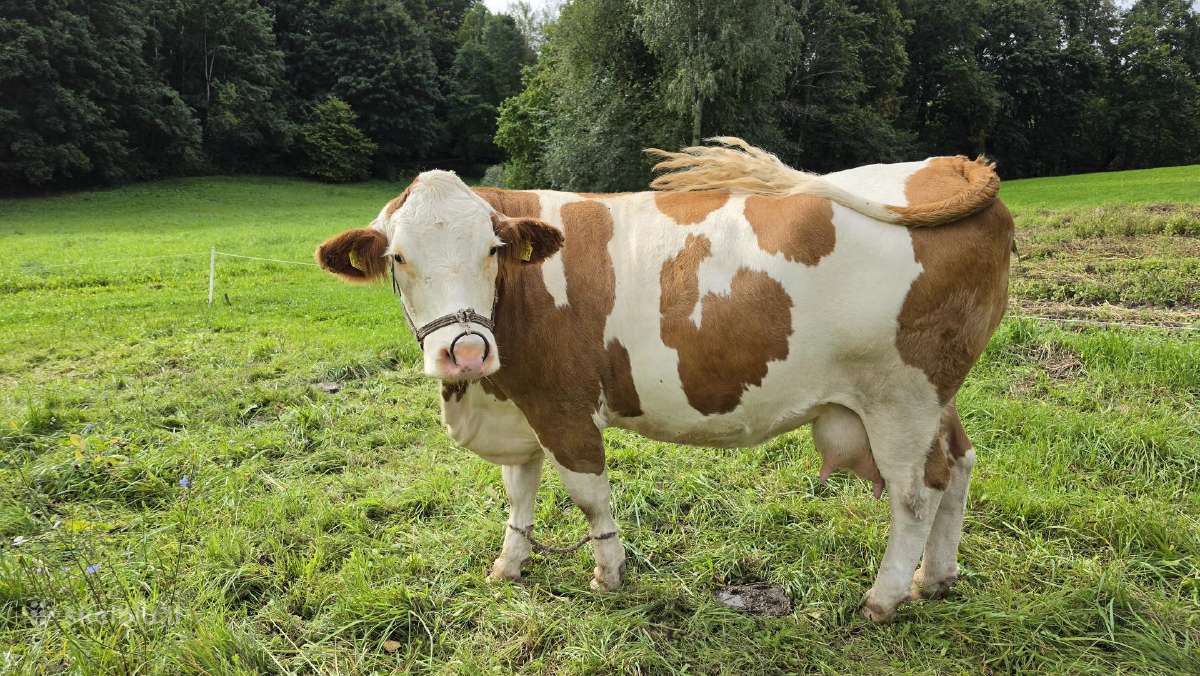 Parduodama simentalų karvė su 5 mėn. mėsiniu buliu - nuotraukos Nr. 5