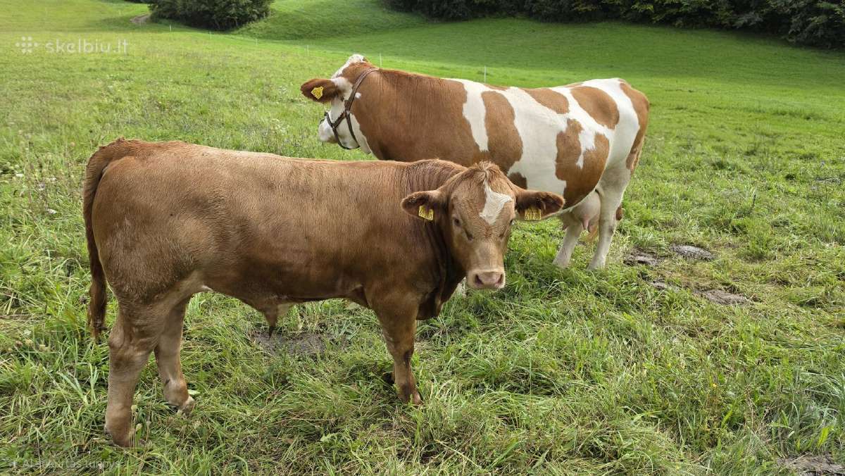 Parduodama simentalų karvė su 5 mėn. mėsiniu buliu - nuotraukos Nr. 2