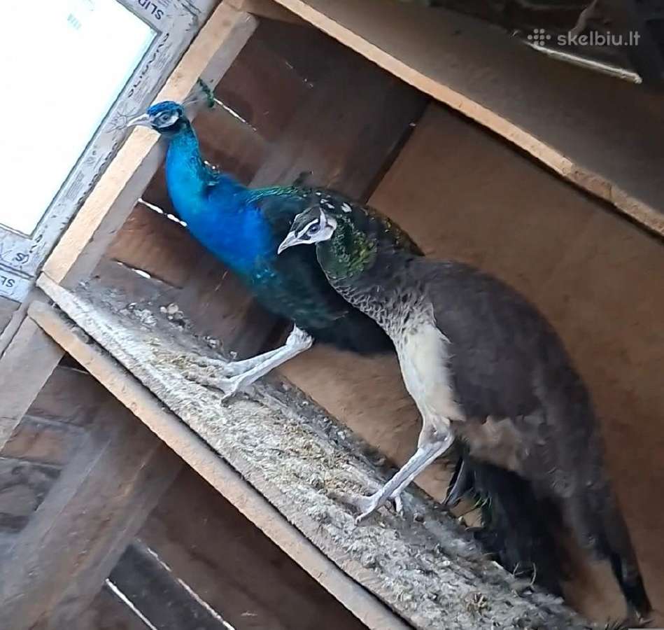 Parduodama povų pora - nuotraukos Nr. 2