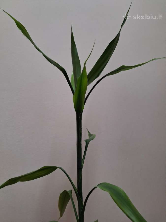 Laimės bambukas (dracena) - nuotraukos Nr. 2