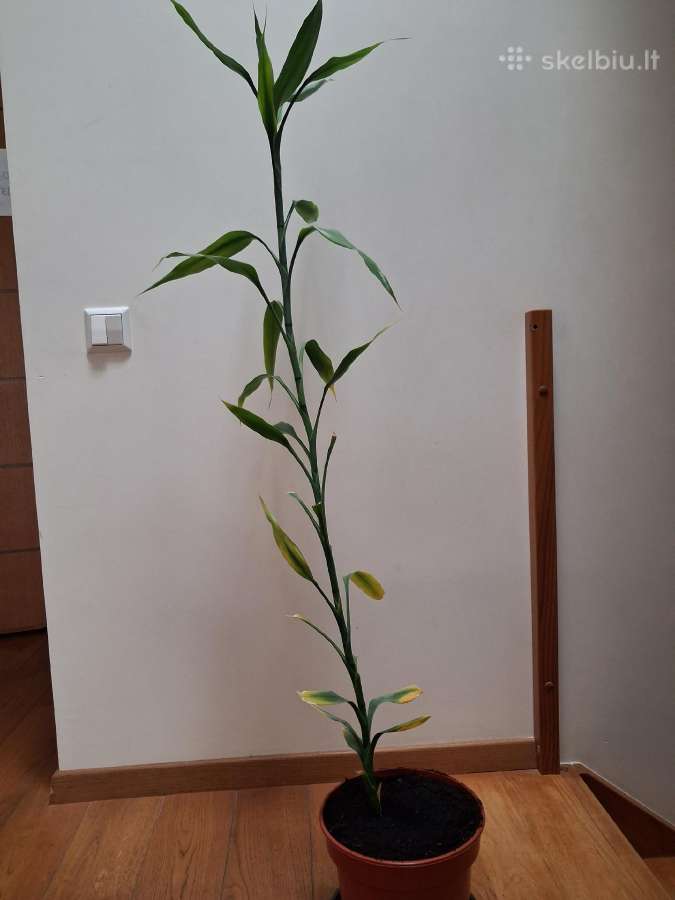 Laimės bambukas (dracena) - nuotraukos Nr. 3