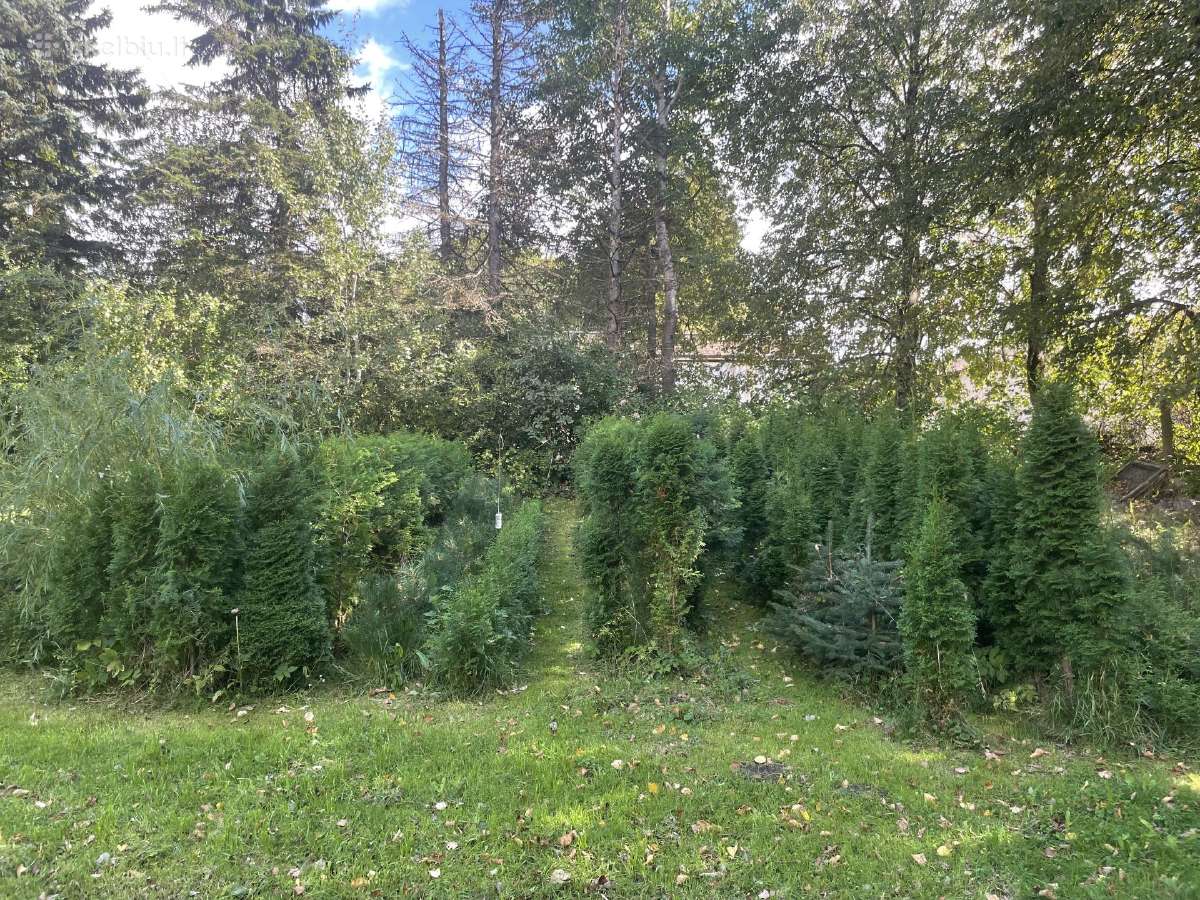 Vakarinės tujos Paprastos pušys - nuotraukos Nr. 6