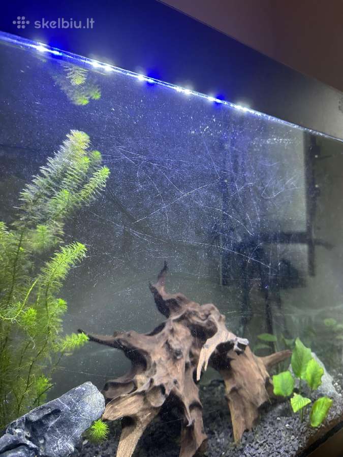 Akvariumas su spintele - nuotraukos Nr. 3