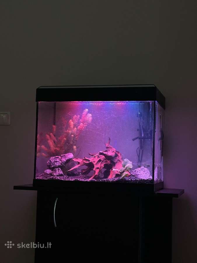 Akvariumas su spintele - nuotraukos Nr. 4