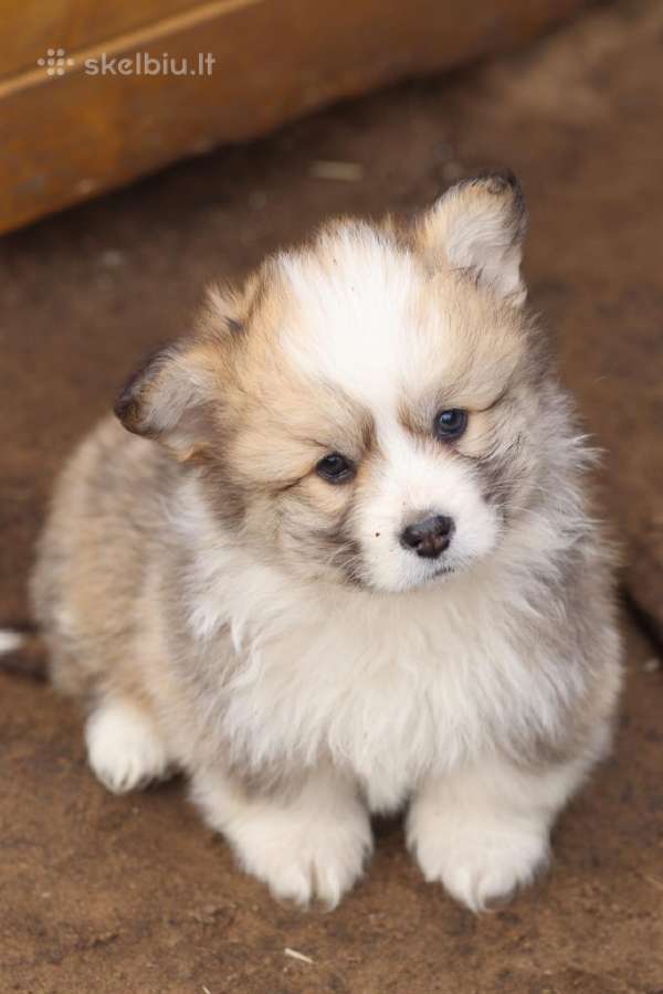 Top Welsh corgi pembroke fluffy & standard - nuotraukos Nr. 2