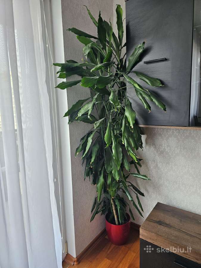 Kambarinė gėlė kvapioji dracena - nuotraukos Nr. 2