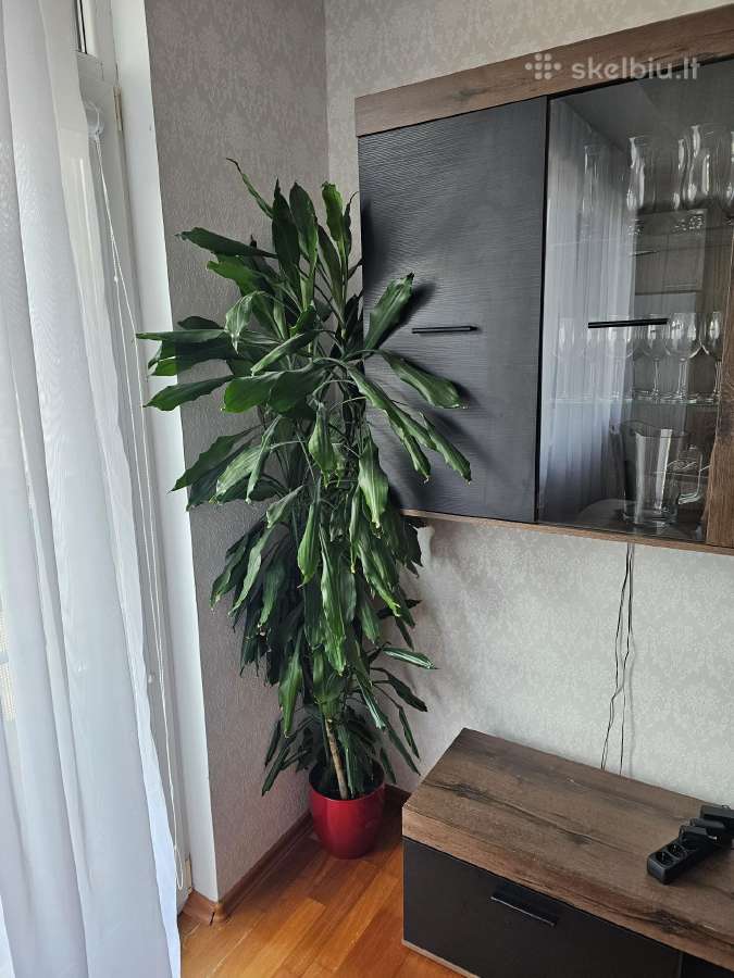 Kambarinė gėlė kvapioji dracena - nuotraukos Nr. 3