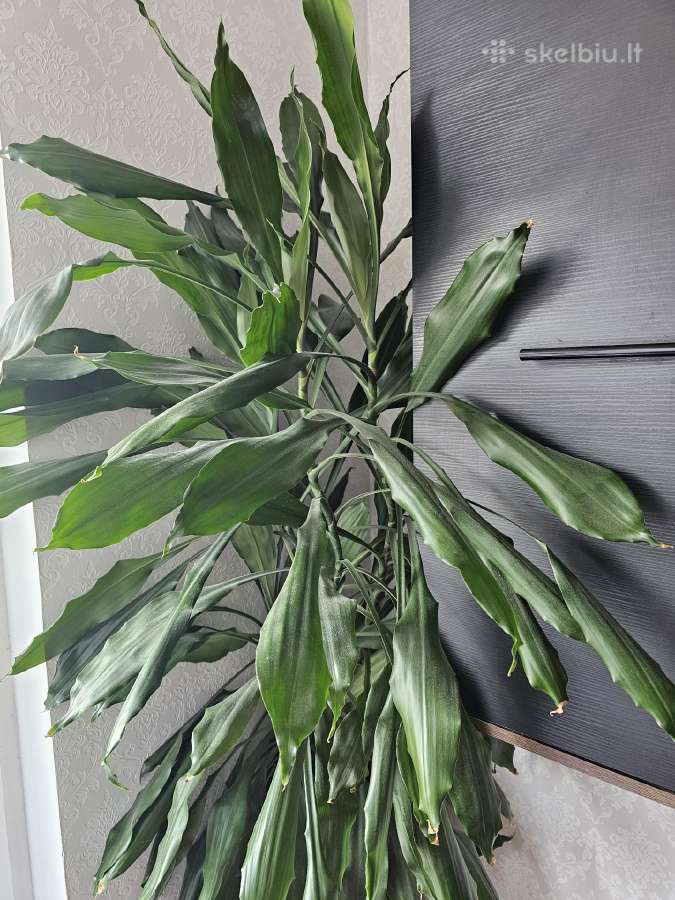 Kambarinė gėlė kvapioji dracena - nuotraukos Nr. 4