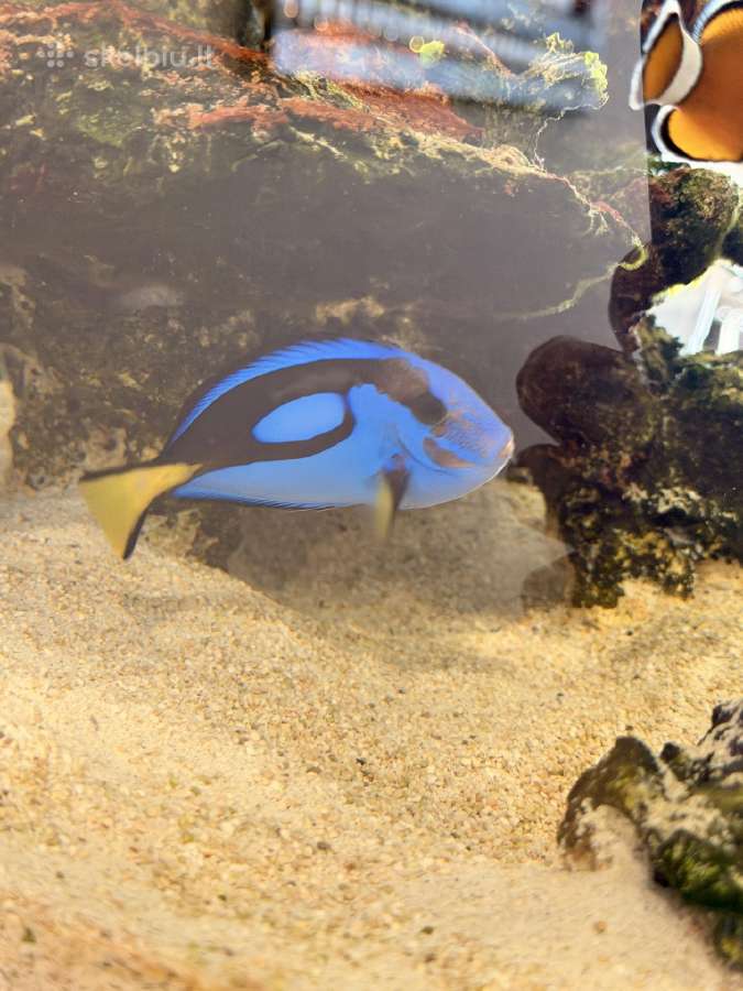 Jūrinis akvariumas Red Sea max nano g2 XL (125l) - nuotraukos Nr. 2