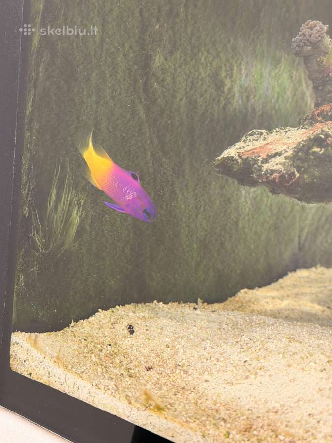 Jūrinis akvariumas Red Sea max nano g2 XL (125l) - nuotraukos Nr. 3