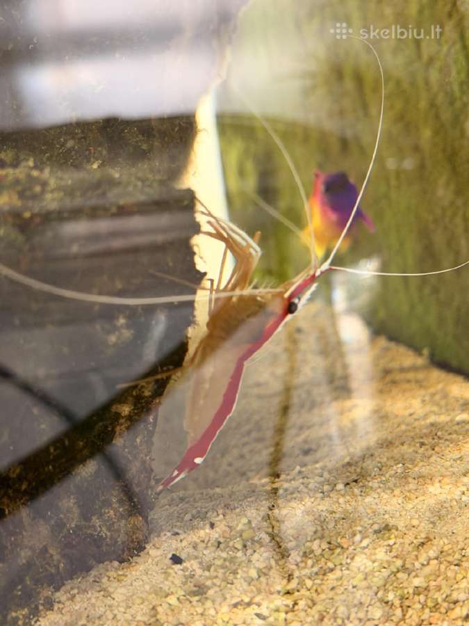 Jūrinis akvariumas Red Sea max nano g2 XL (125l) - nuotraukos Nr. 4