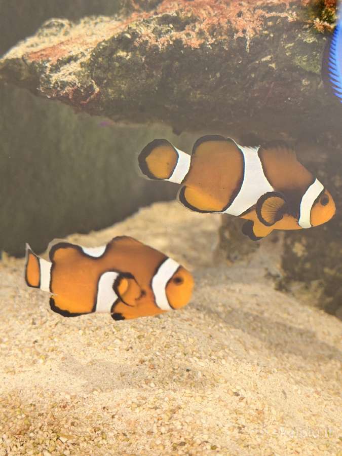 Jūrinis akvariumas Red Sea max nano g2 XL (125l) - nuotraukos Nr. 5