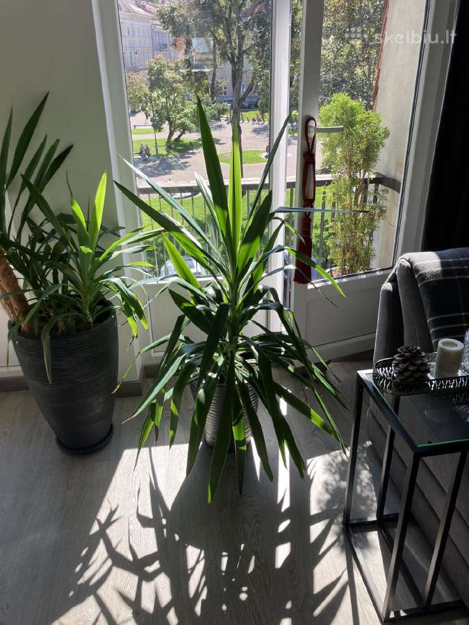 Parduodu grazia Juka - nuotraukos Nr. 2