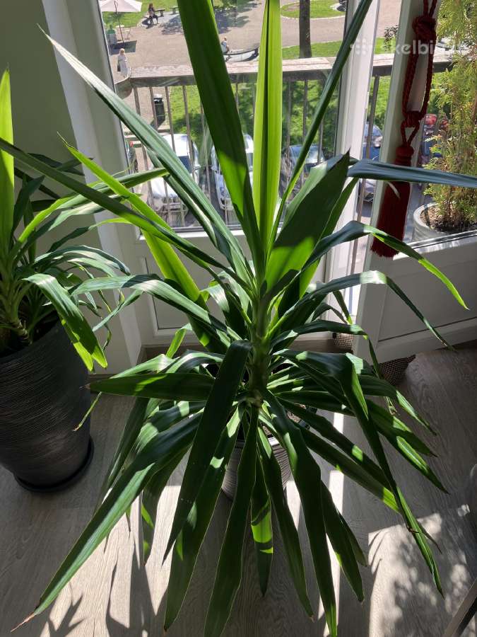 Parduodu grazia Juka - nuotraukos Nr. 3