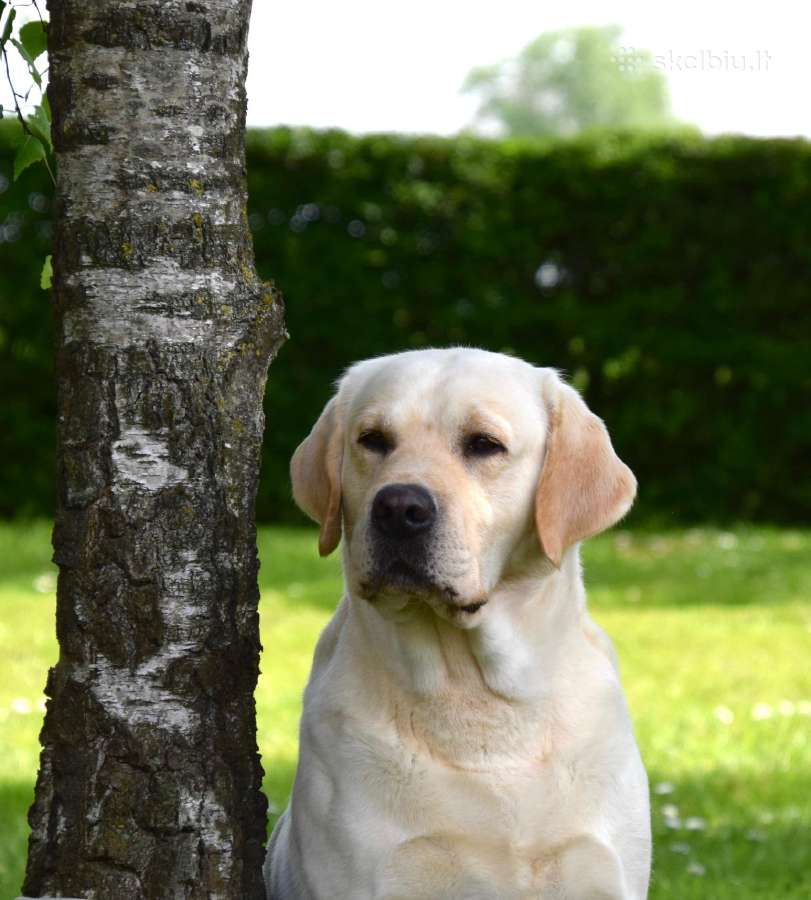 Labrador Retriever - nuotraukos Nr. 2
