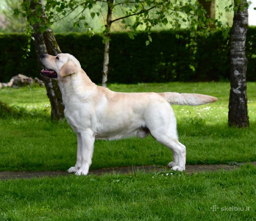 Labrador Retriever - nuotraukos Nr. 3